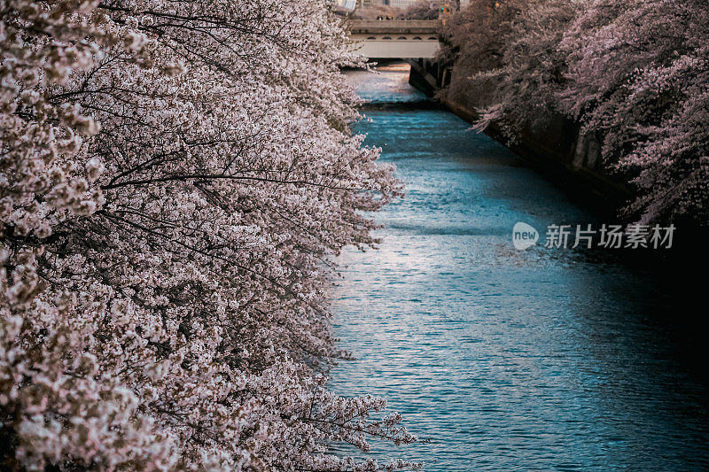 樱花在东京/目黑河